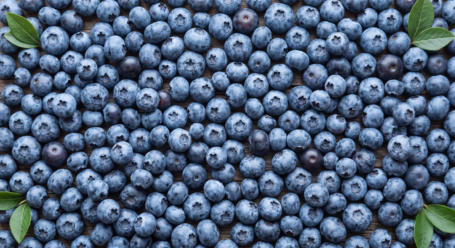Fresh, ripe blueberries