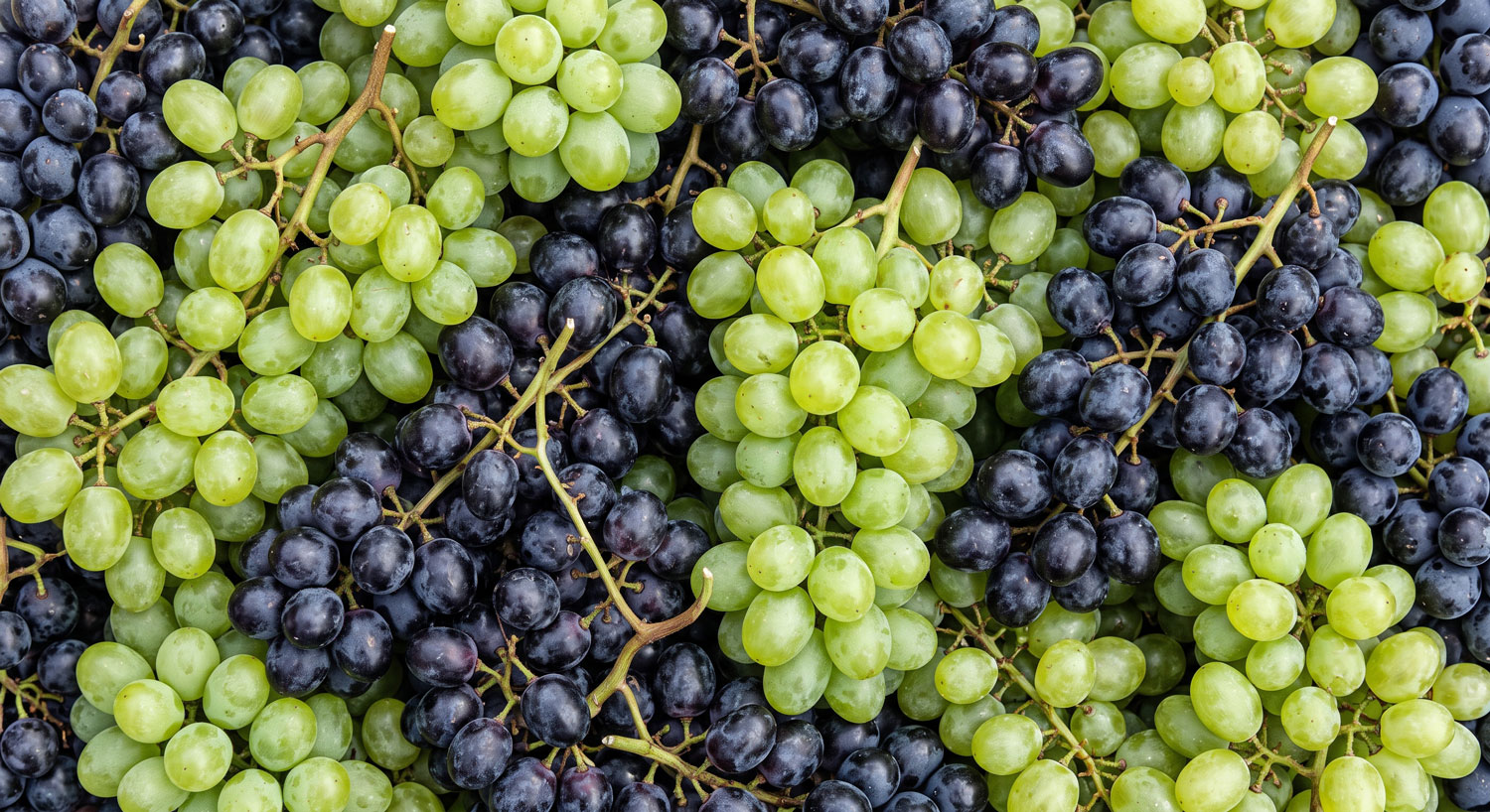 Fresh, ripe grapes