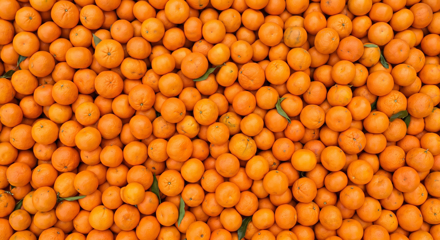Fresh, ripe mandarin