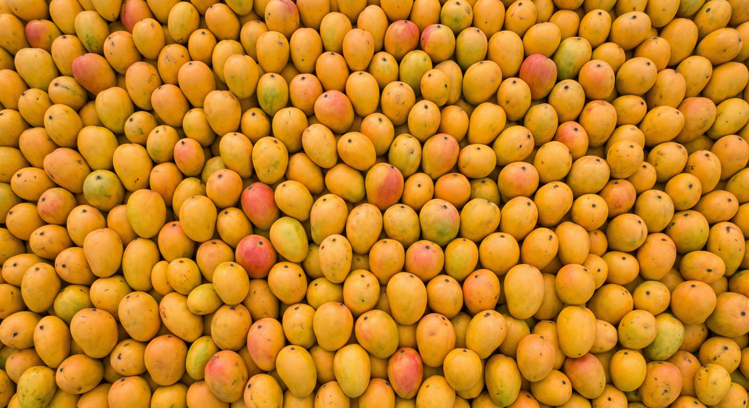 Fresh, ripe mango