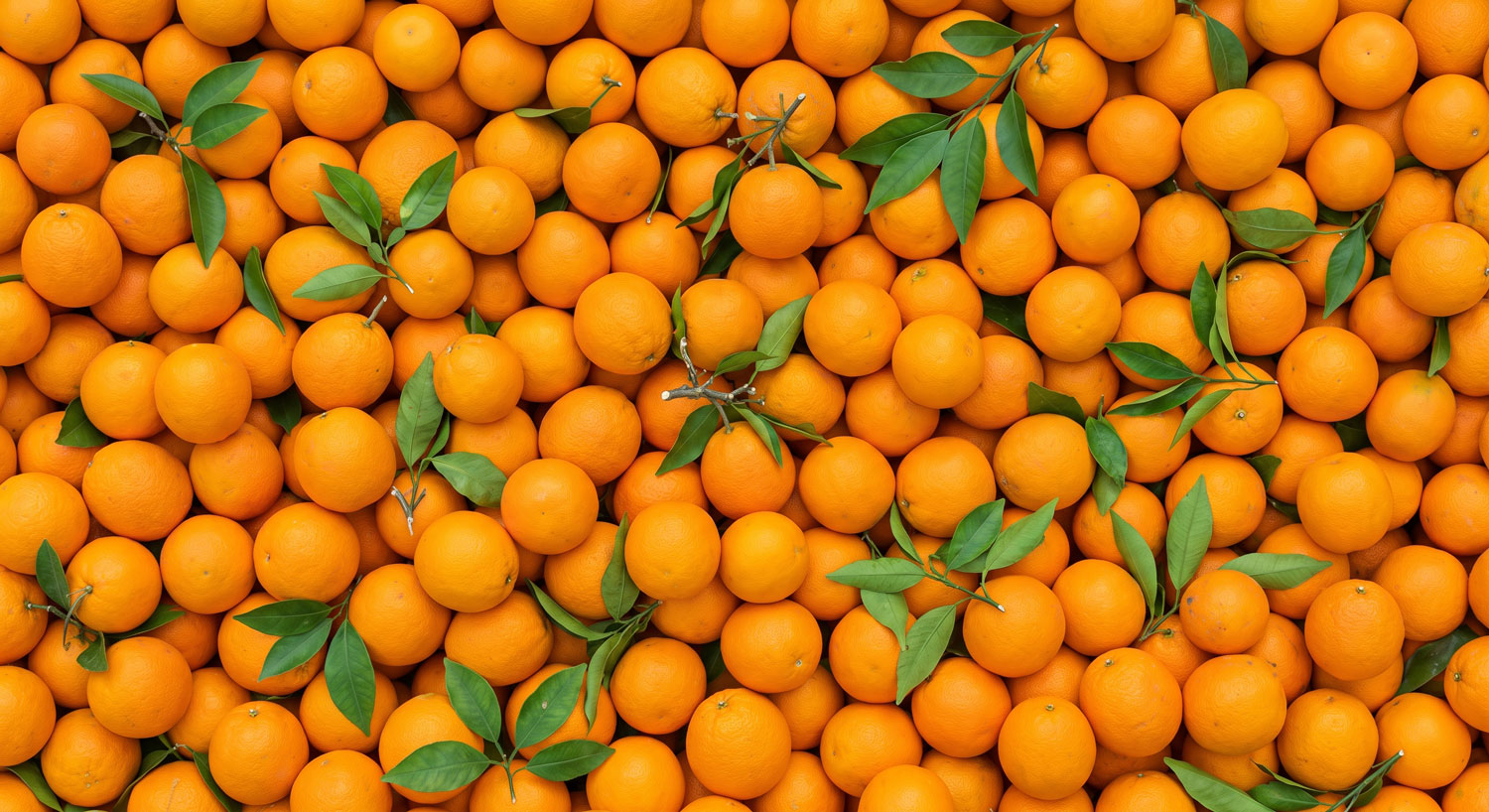 Fresh, ripe orange